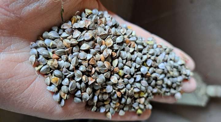 Ferme biologique Grain dépaysant