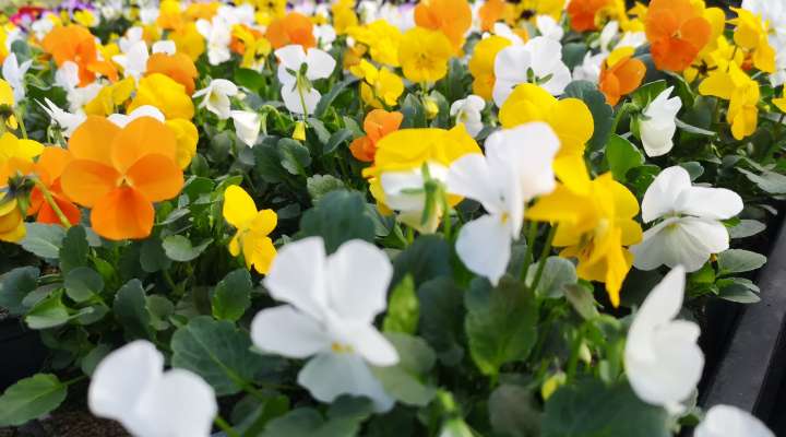 Horticulture litzenburger