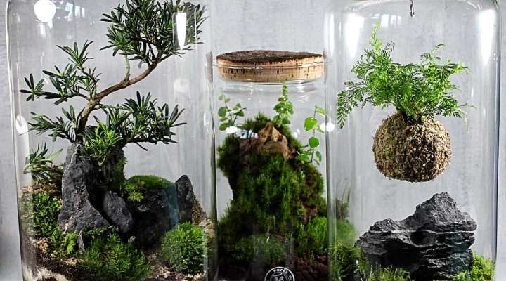Forêt de verre