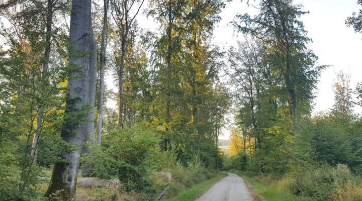 Festival du Patrimoine Naturel - Balade contée en forêt de Zetting