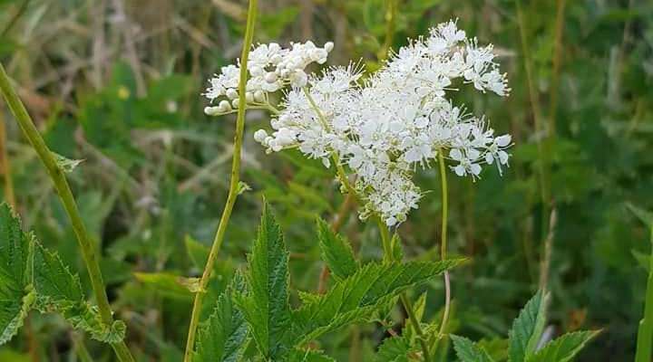 Festival du Patrimoine Naturel - Balade contée en forêt de Zetting