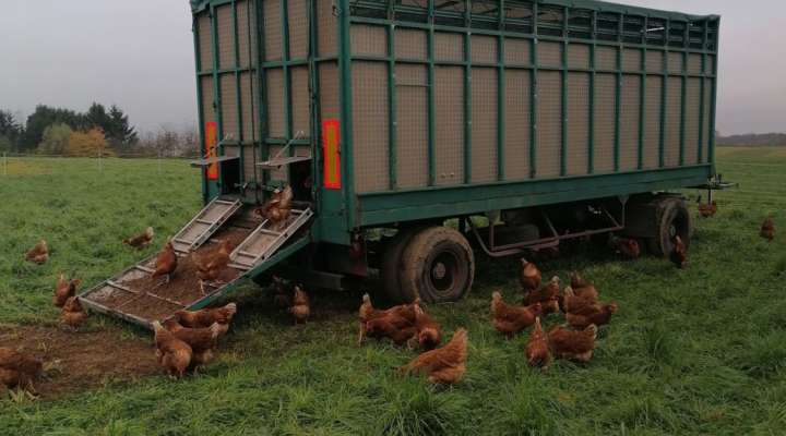 Rébecca et ses Poulettes - Ferme Gilles Juncker