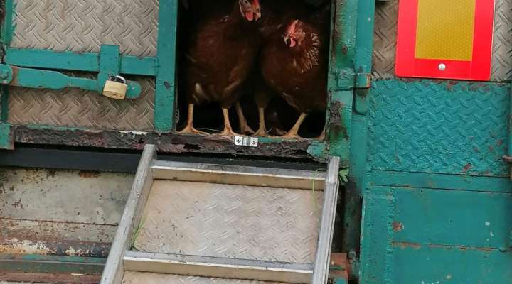 Rébecca et ses Poulettes - Ferme Gilles Juncker