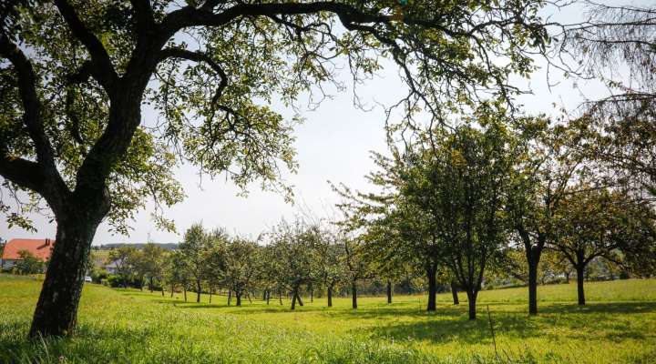 Les Rendez-vous Nature - Le Chemin des Fruitiers