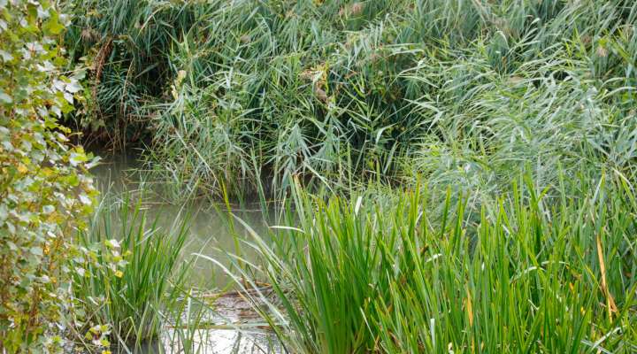 Les Rendez-vous Nature - Merveilles naturelles du marais