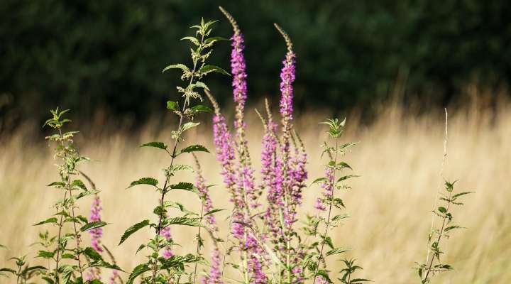 Les Rendez-vous Nature - Nature prestigieuse d'un site Natura 2000