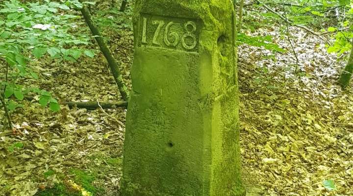 Les Rendez-vous Nature - Découverte de la forêt de Zetting