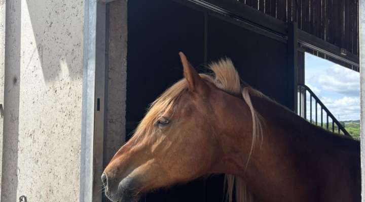 Kauffer Équitation