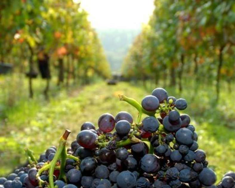 Domaine des Coteaux de Dornot
Domaine des Côteaux de Dornot