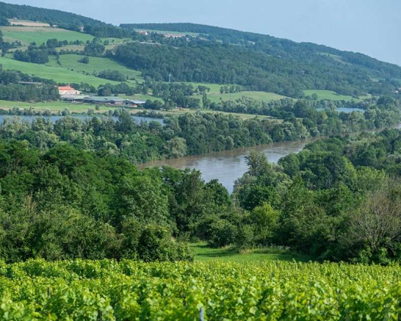 Domaine Georges Constantin Buzea Domaine Buzéa G-C