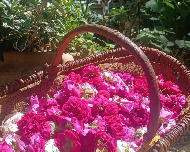 Les Roses de Juliette Les Roses de Juliette