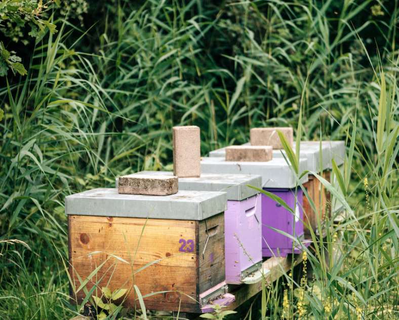 Sarah Aubel  Au rucher d'Ay