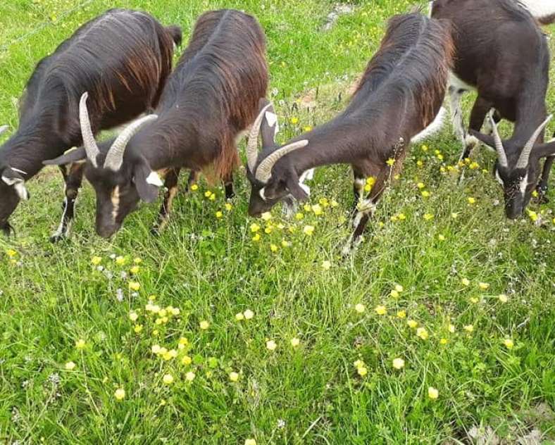 Fromagerie Blad Fromagerie Blad