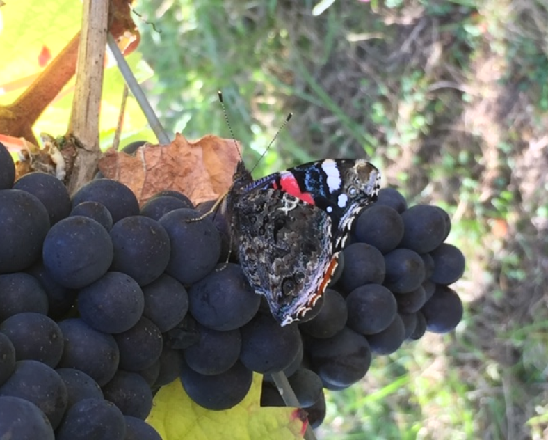 Domaine Mur du Cloître  Domaine Mur du Cloître