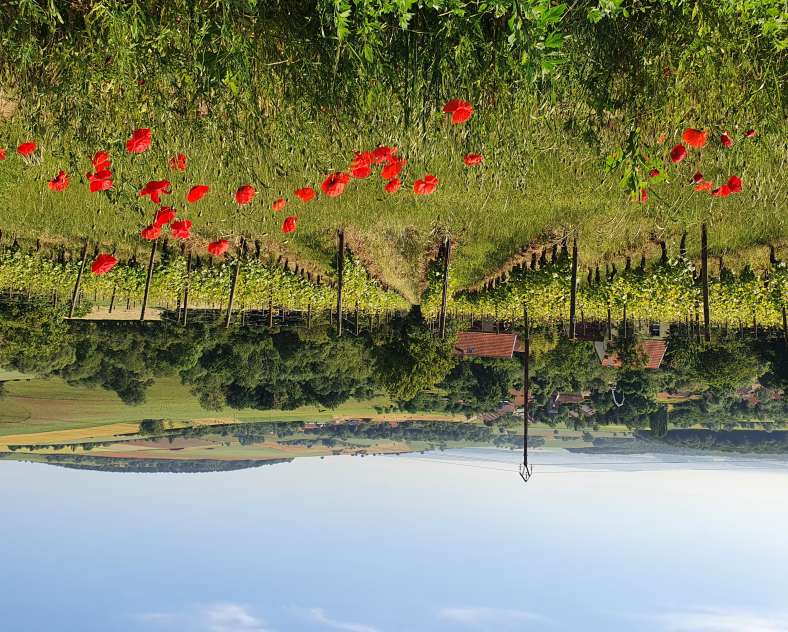 CI Photos Domaine Oury Schreiber