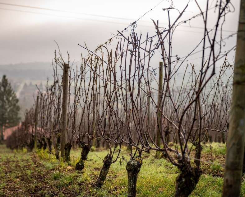 CI Photos  Domaine Oury Schreiber
