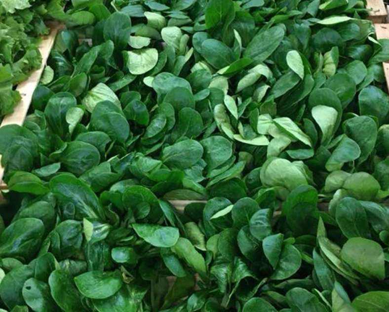 Les Jardins Vitrés Les jardins Vitrés