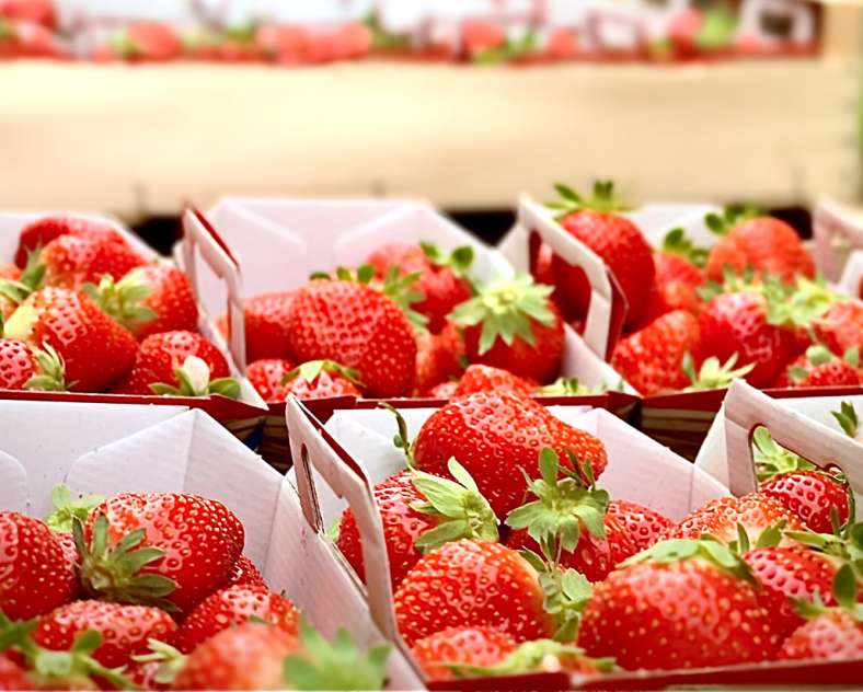 Les Jardins Vitrés Les jardins Vitrés