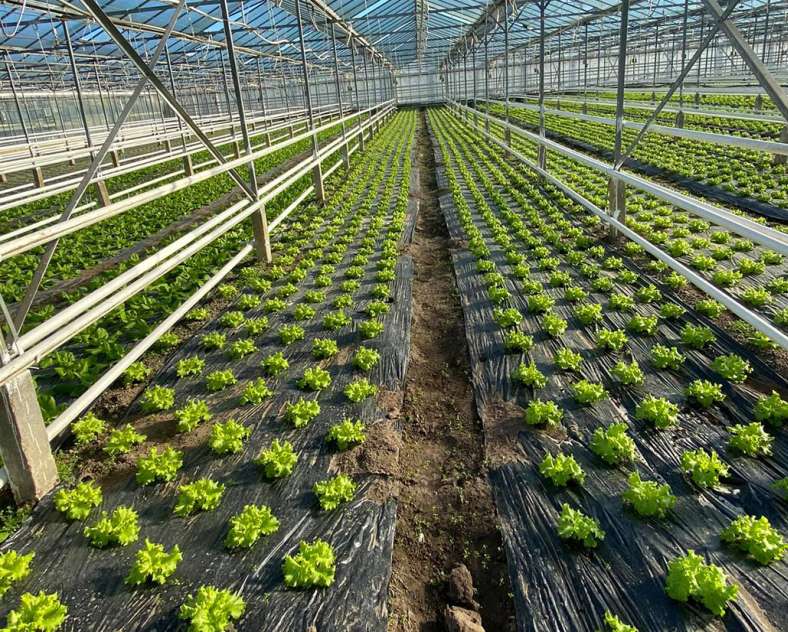 Les Jardins Vitrés Les jardins Vitrés