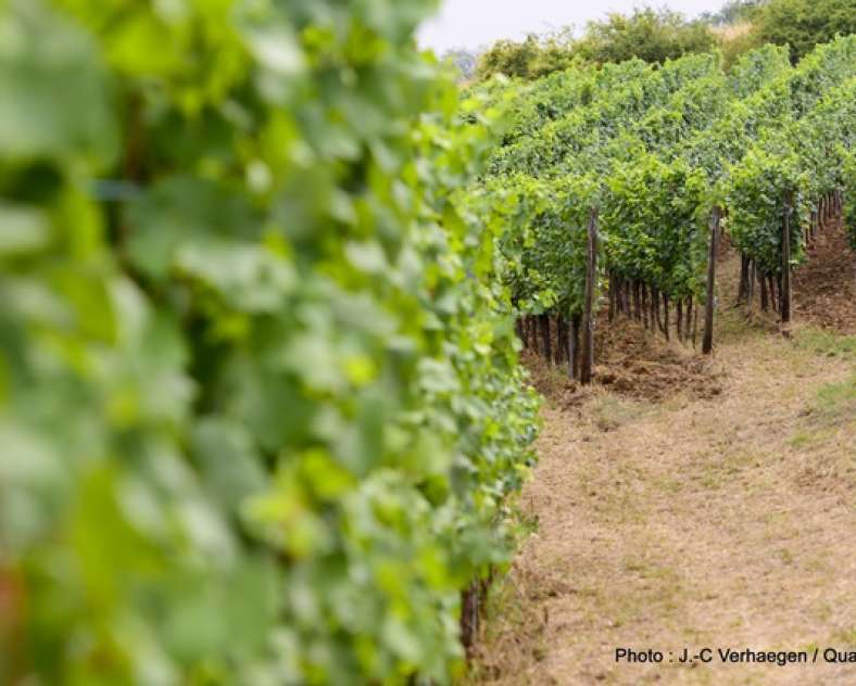 J-C Verhaegen / QuattroPole Route des vins de Moselle - Pays Messin