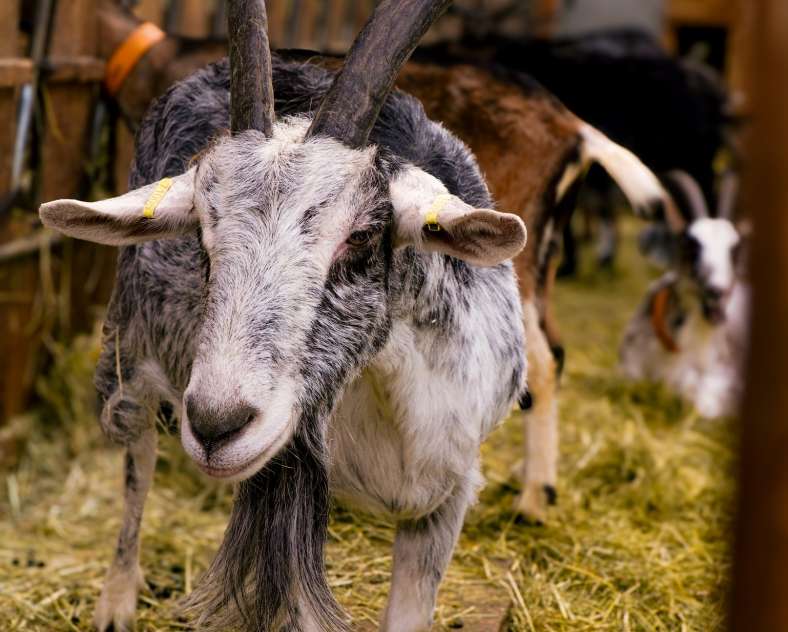 Céline MONTLAUR - Trois Frontières Tourisme La chèvre'rit - Céline Arnould