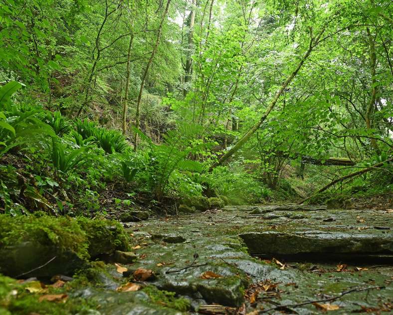 Jean Jacques Weimerskirch La forêt du buis