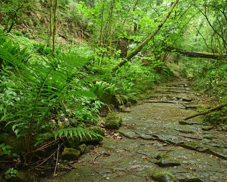 Jean Jacques Weimerskirch La forêt du buis