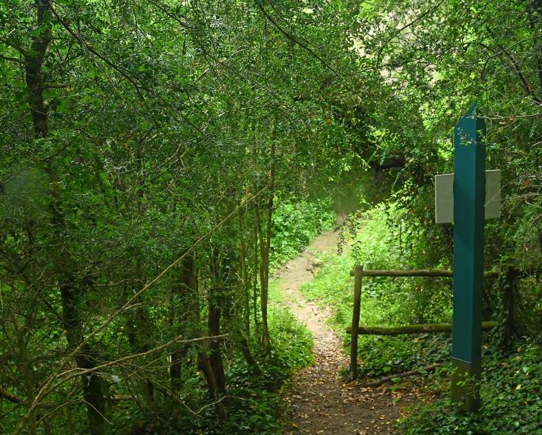 Jean Jacques Weimerskirch La forêt du buis