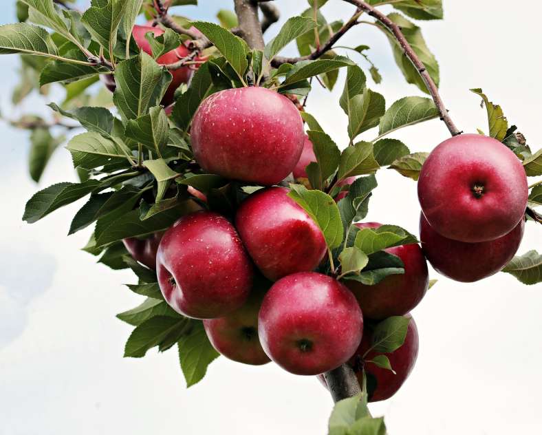 Image par NoName_13 de Pixabay Verger Wagner