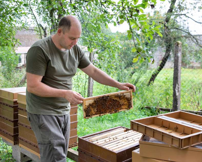 Les photos de Véro  Le rucher d'olivier