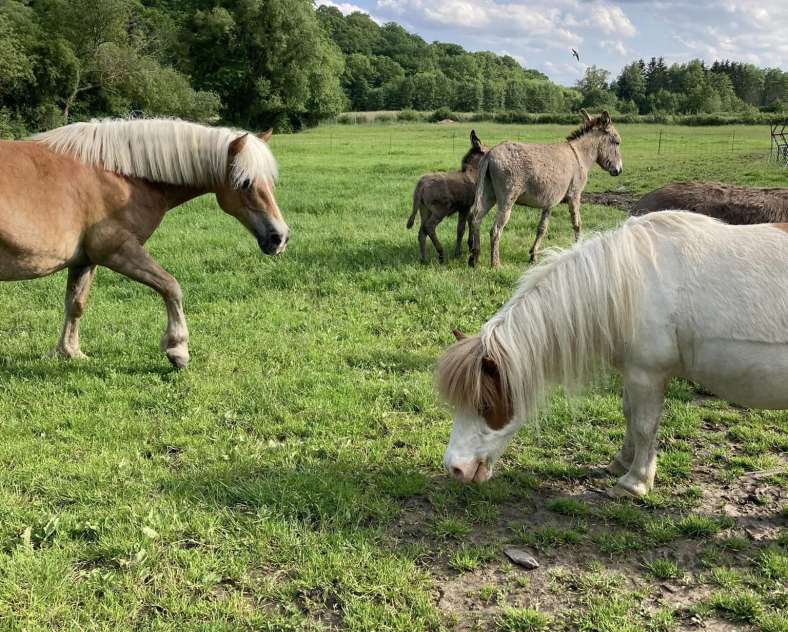 Pony Ranch La campagne du pony ranch