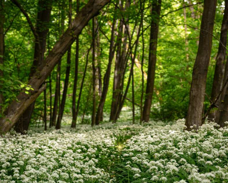 Alexandra - Unsplash Sortie Balade Nature - Les plantes sauvages comestibles