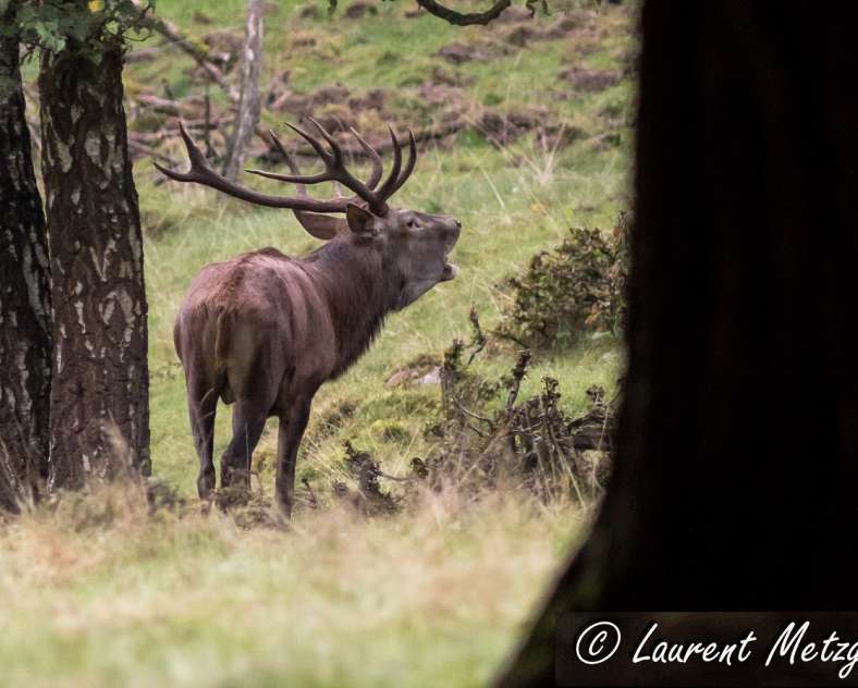 avec l'aimable autorisation de Laurent Metzger Gîte du Limmersberg