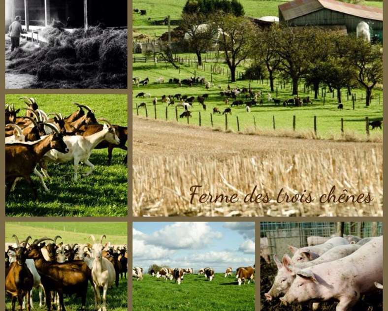 Ferme des 3 Chênes  Earl des 3 Chênes