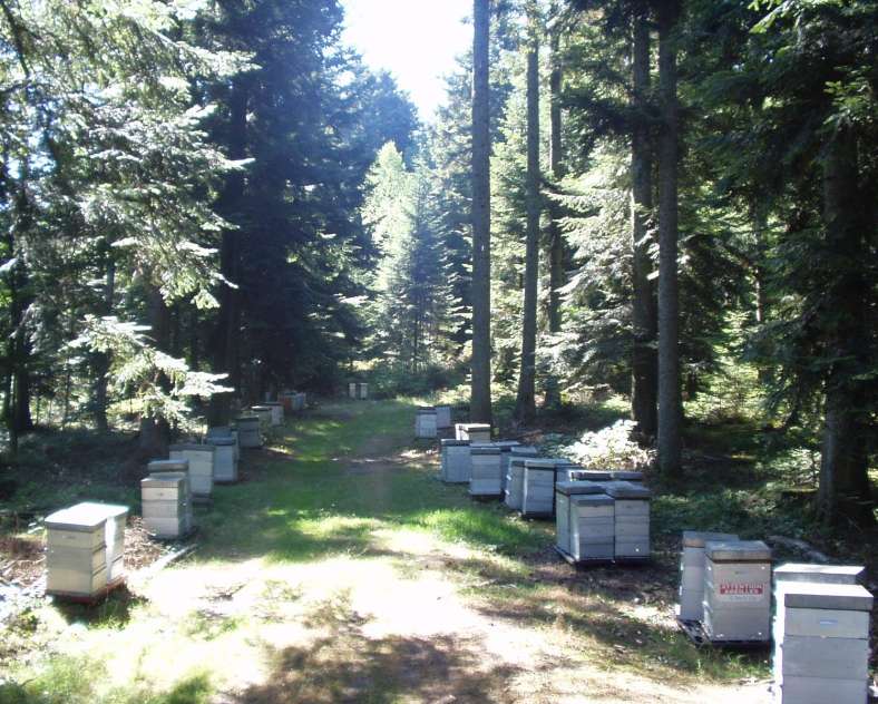 GAEC LIMON Famille Limon - Apiculteur