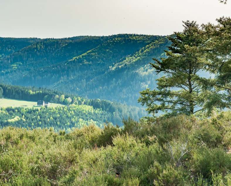 OT Maison forestière du Jaegerhof