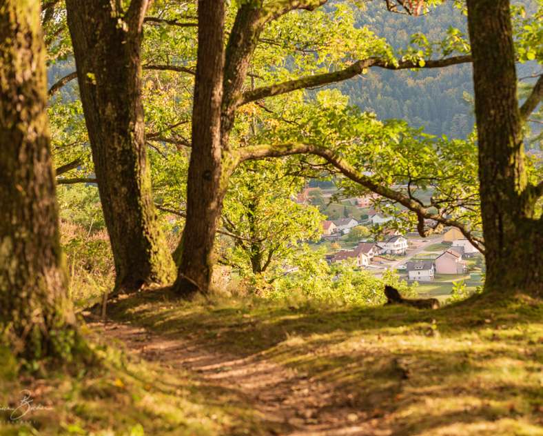 Patrice BUCHER Circuit vélo les sommets de la Moselle