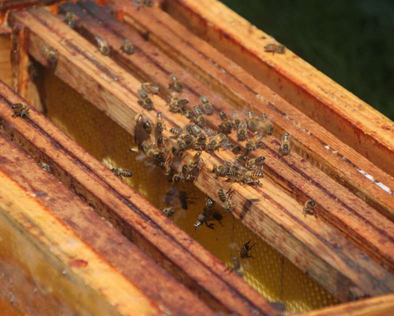 Lid Sirkis Rucher des jardins