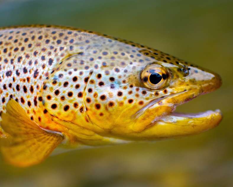 Image par Christopher Cutler de Pixabay Salmoniculture Messang