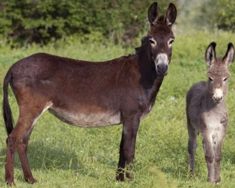 soins-lait-anesse.com  Mosell'âne