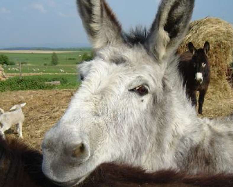 soins-lait-anesse.com  Mosell'âne