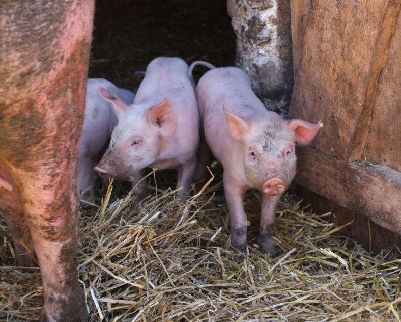 Lid Sirkis  Le Wéré