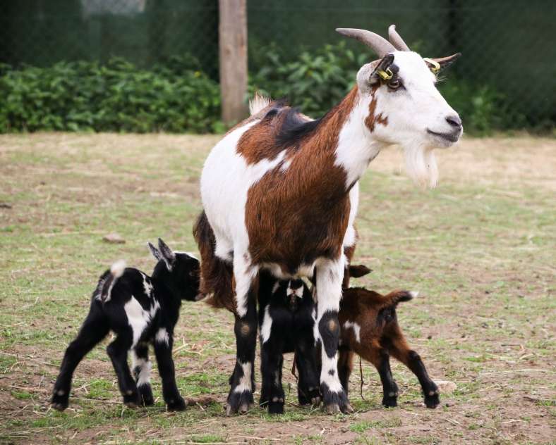 Lid Sirkis  Earl de la libération
