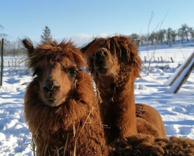 La contrée des minis Ferme pédagogique la Contrée des Minis