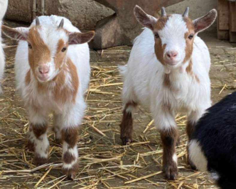 La contrée des minis Ferme pédagogique la Contrée des Minis