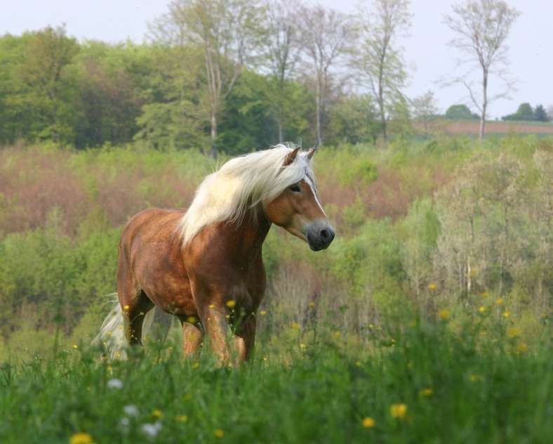 La Voie Lactée La Voie Lactée - la jumenterie et ses produits de beauté