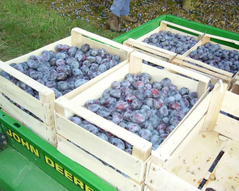 Frumholtz  Le verger des frères Frumholtz