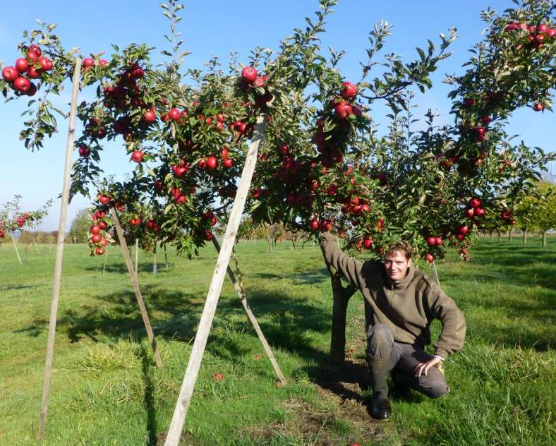 Frumholtz  Le verger des frères Frumholtz