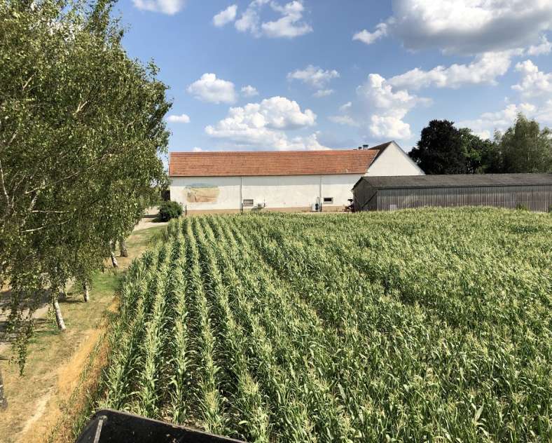 ©Ferme Fouchs  Labyrinthe de maïs géant