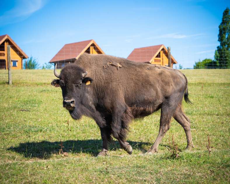 Pokaa  Le ranch des bisons
